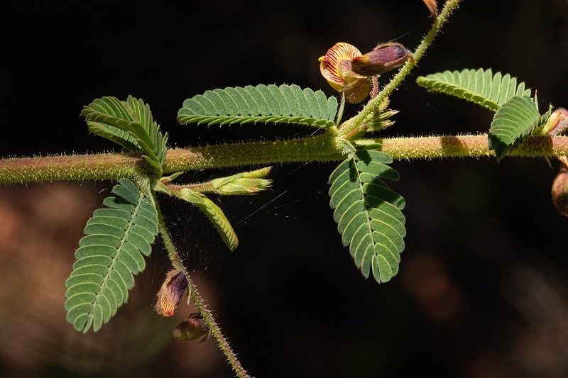 Aeschynomene mimosifolia photo 2