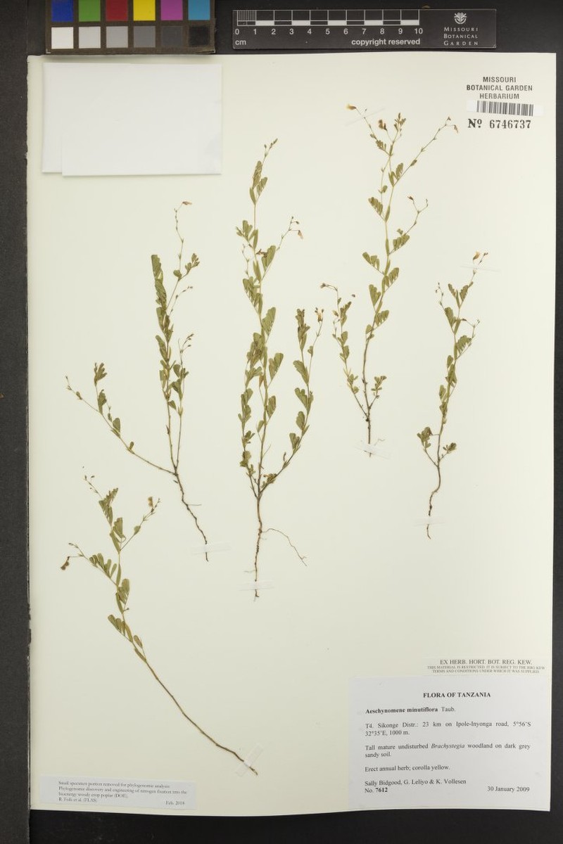Aeschynomene minutiflora