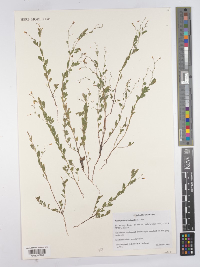 Aeschynomene minutiflora photo 2