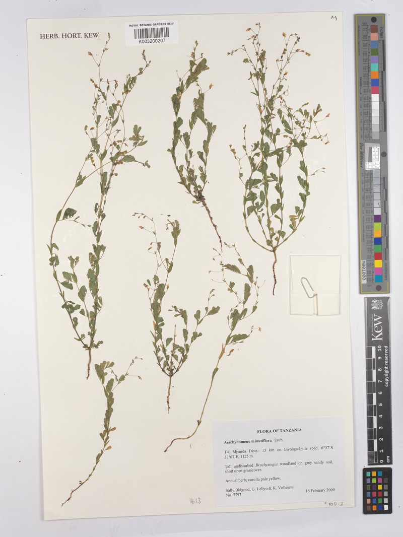Aeschynomene minutiflora photo 3