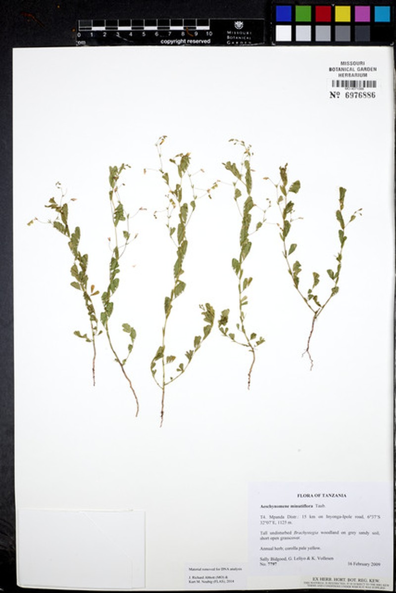 Aeschynomene minutiflora photo 4