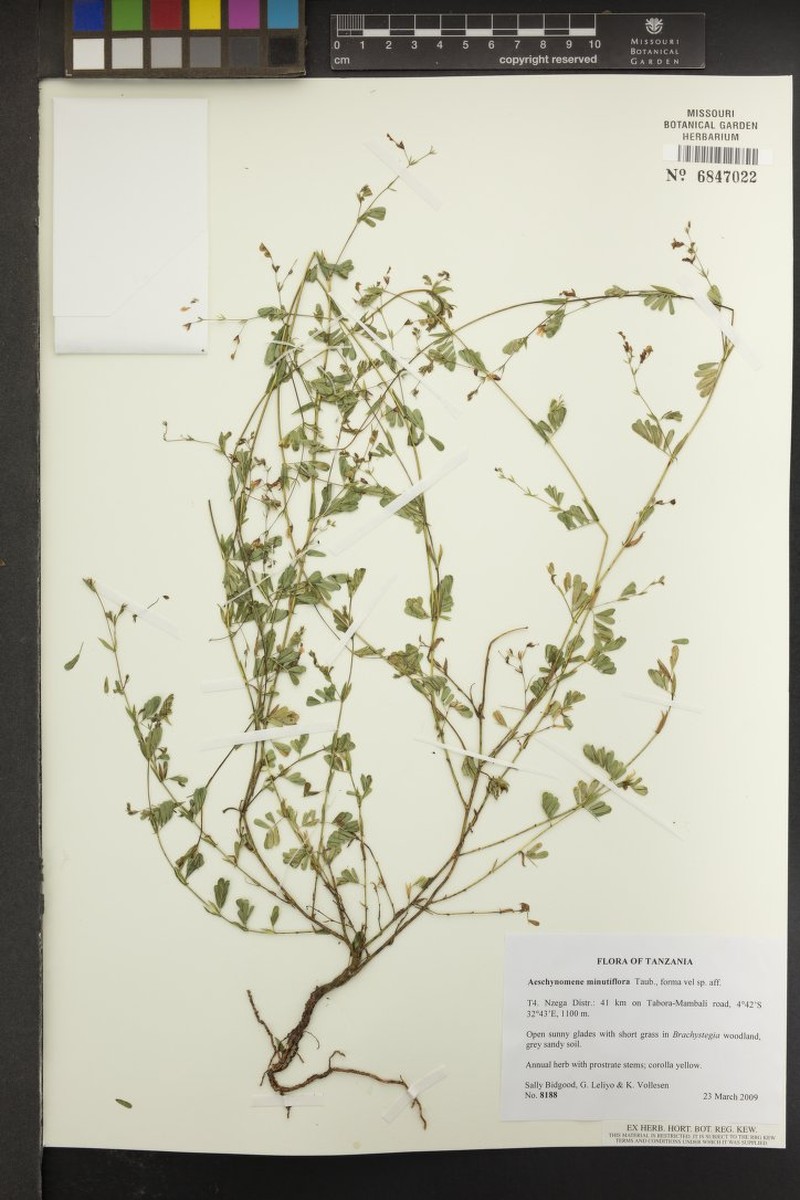 Aeschynomene minutiflora photo 5