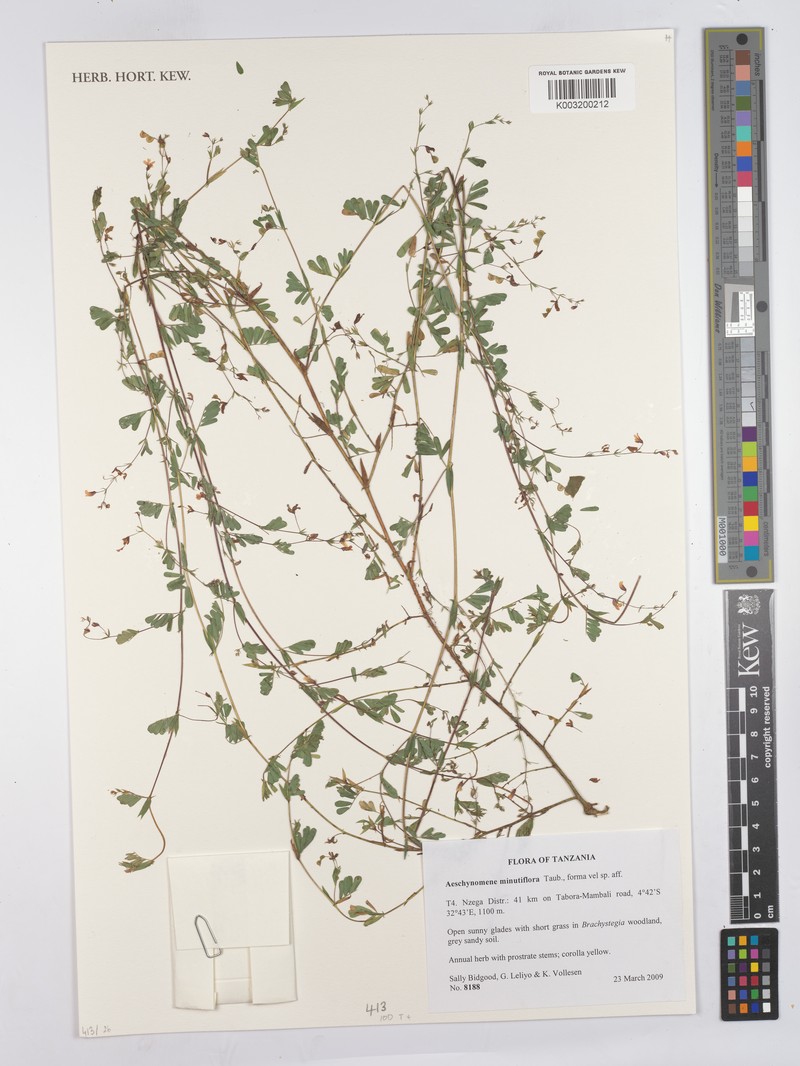 Aeschynomene minutiflora photo 6