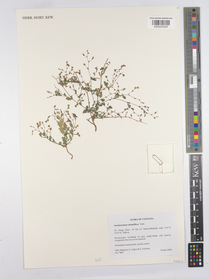 Aeschynomene minutiflora photo 7