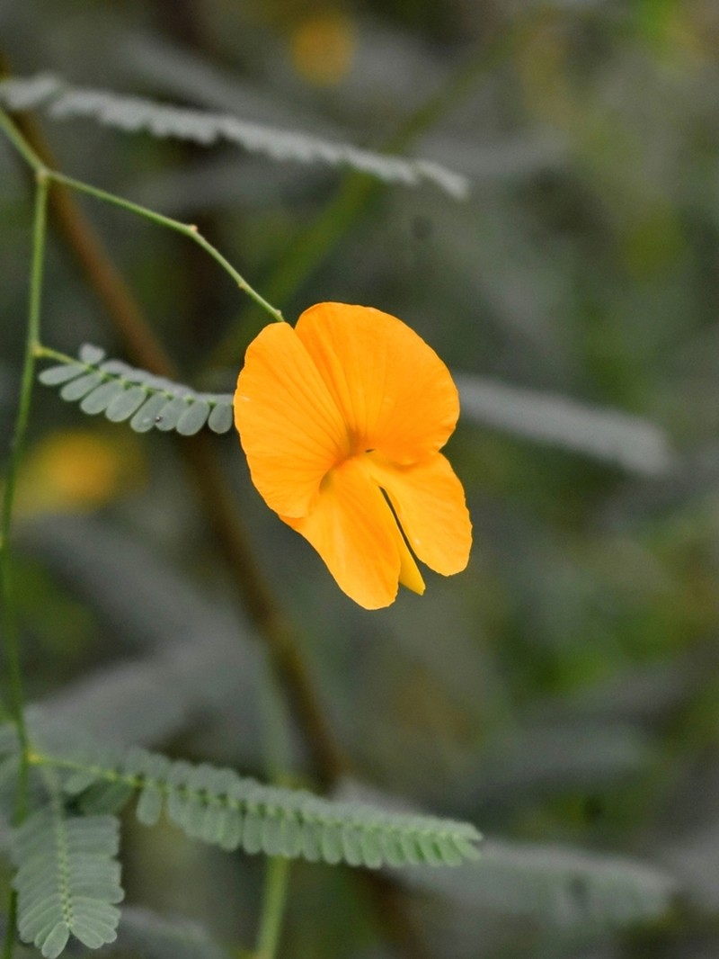 Aeschynomene montevidensis photo 2