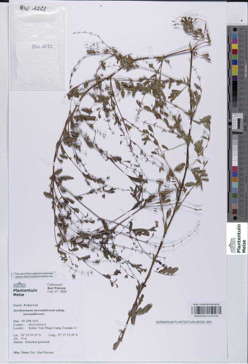 Aeschynomene mossambicensis