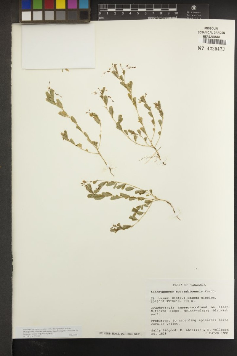 Aeschynomene mossambicensis photo 2