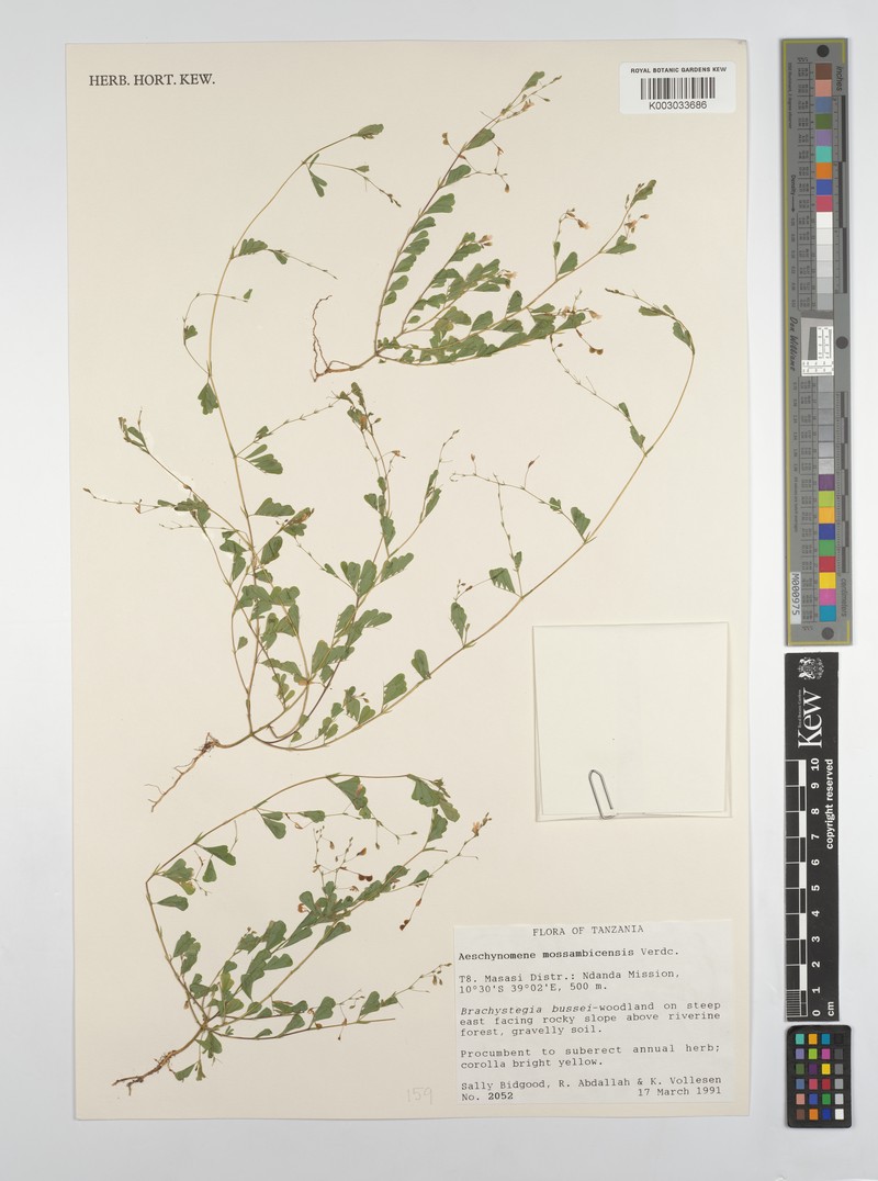 Aeschynomene mossambicensis photo 3