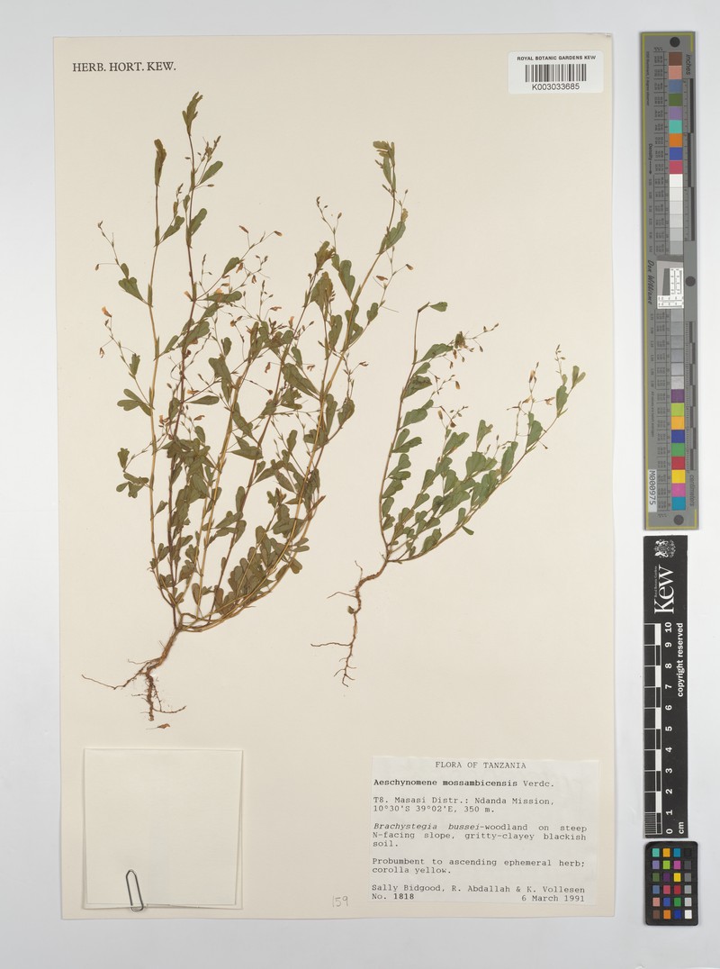 Aeschynomene mossambicensis photo 4