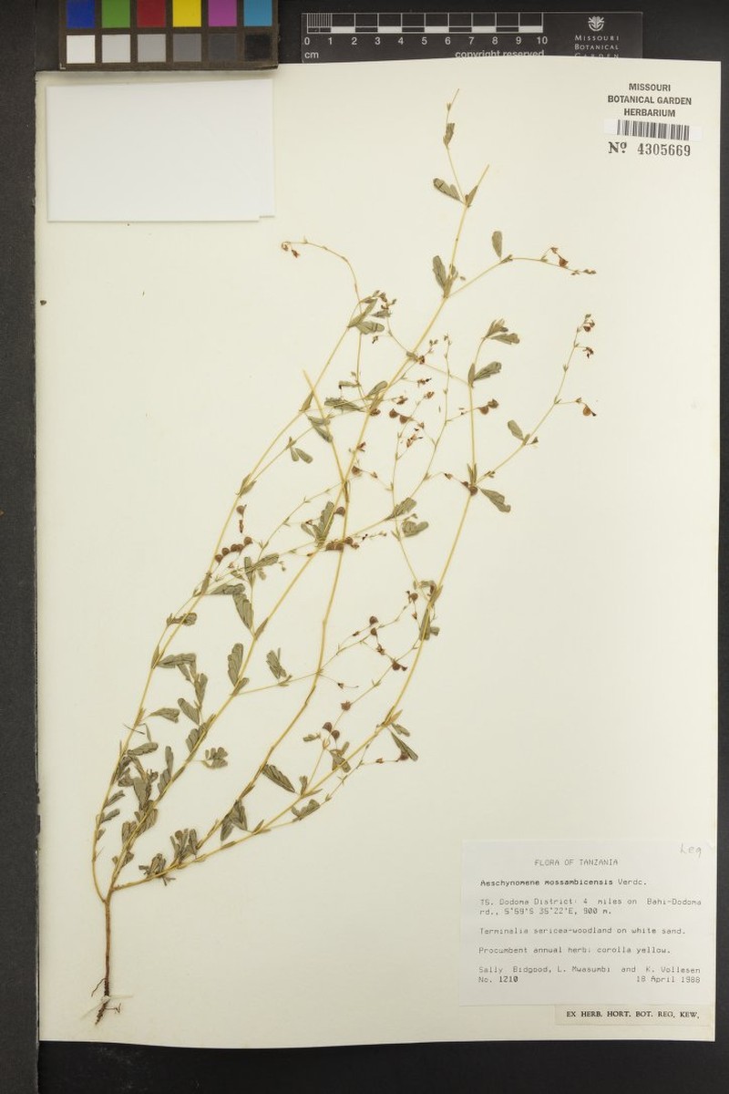 Aeschynomene mossambicensis photo 5