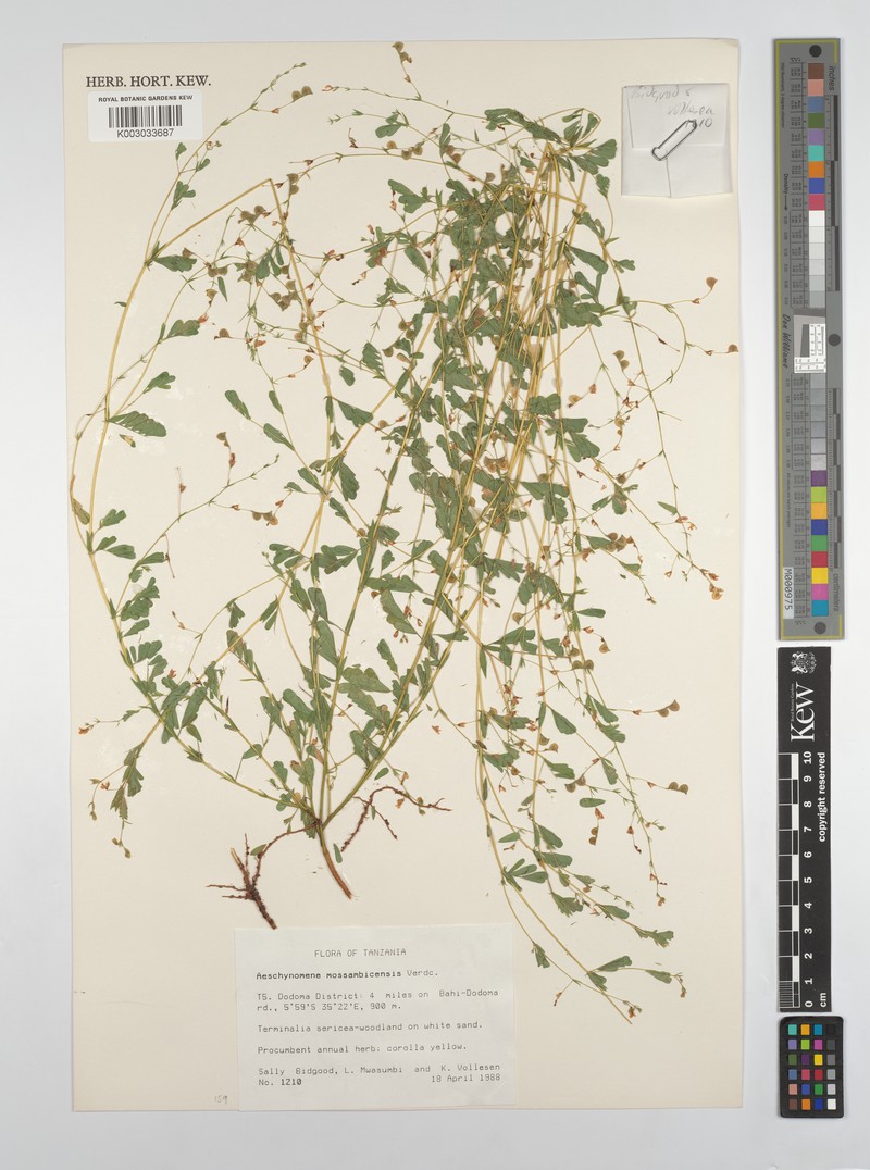 Aeschynomene mossambicensis photo 6