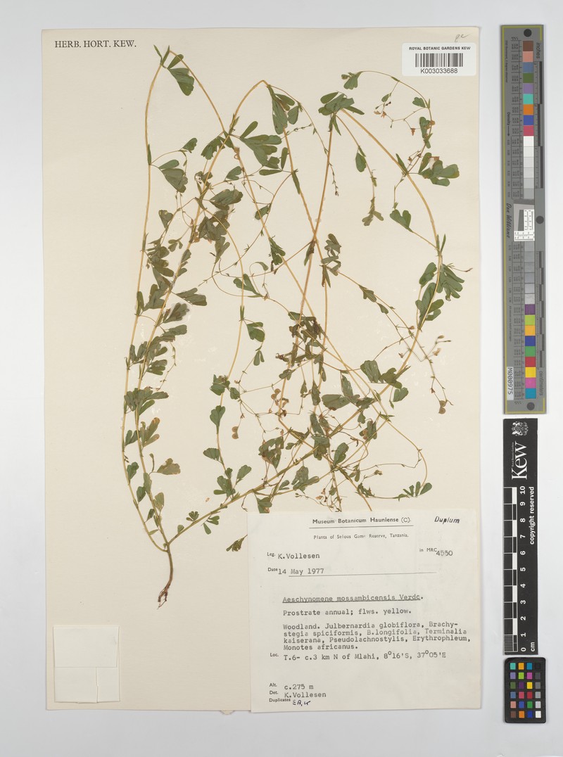 Aeschynomene mossambicensis photo 7