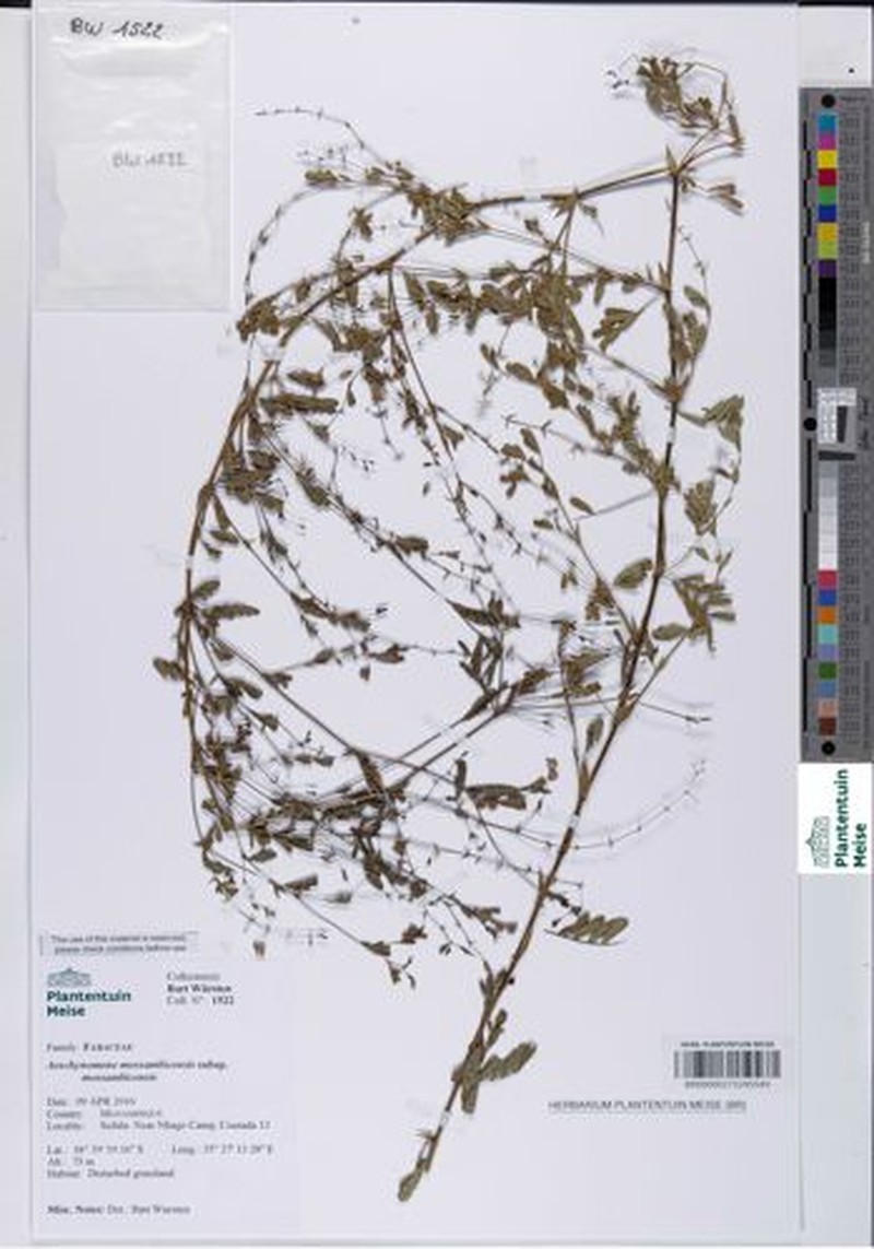 Aeschynomene mossambicensis subsp. mossambicensis
