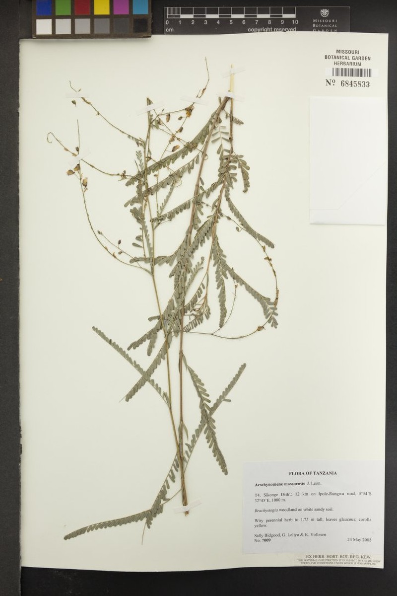 Aeschynomene mossoensis