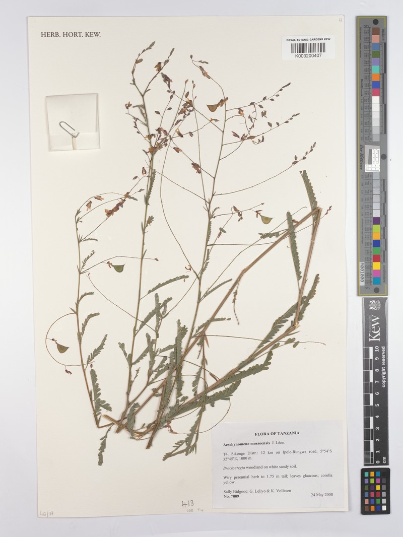 Aeschynomene mossoensis photo 2