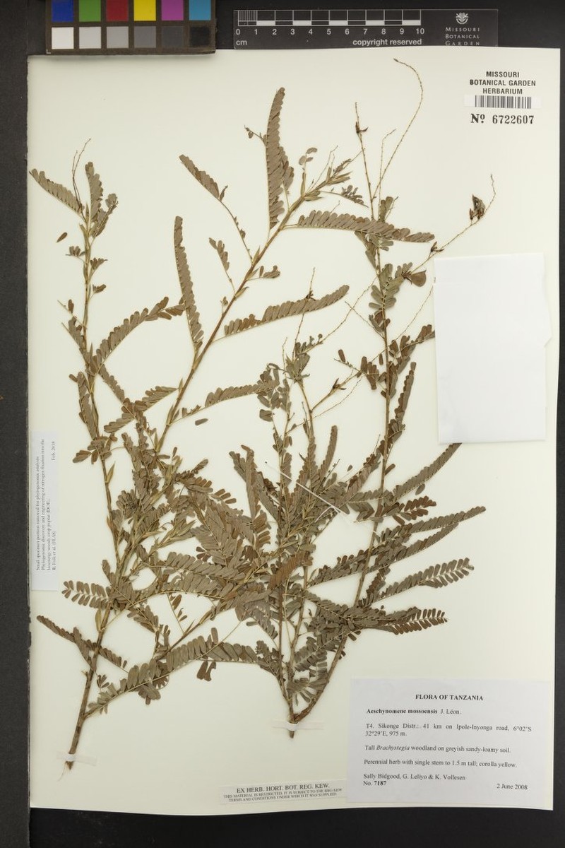 Aeschynomene mossoensis photo 3