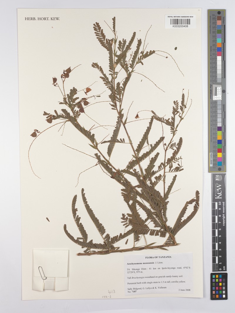 Aeschynomene mossoensis photo 4