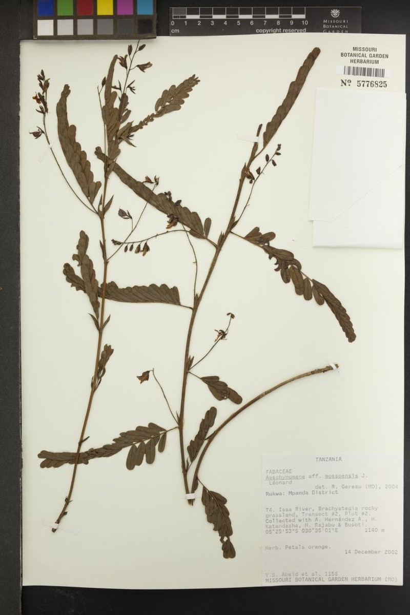 Aeschynomene mossoensis photo 5