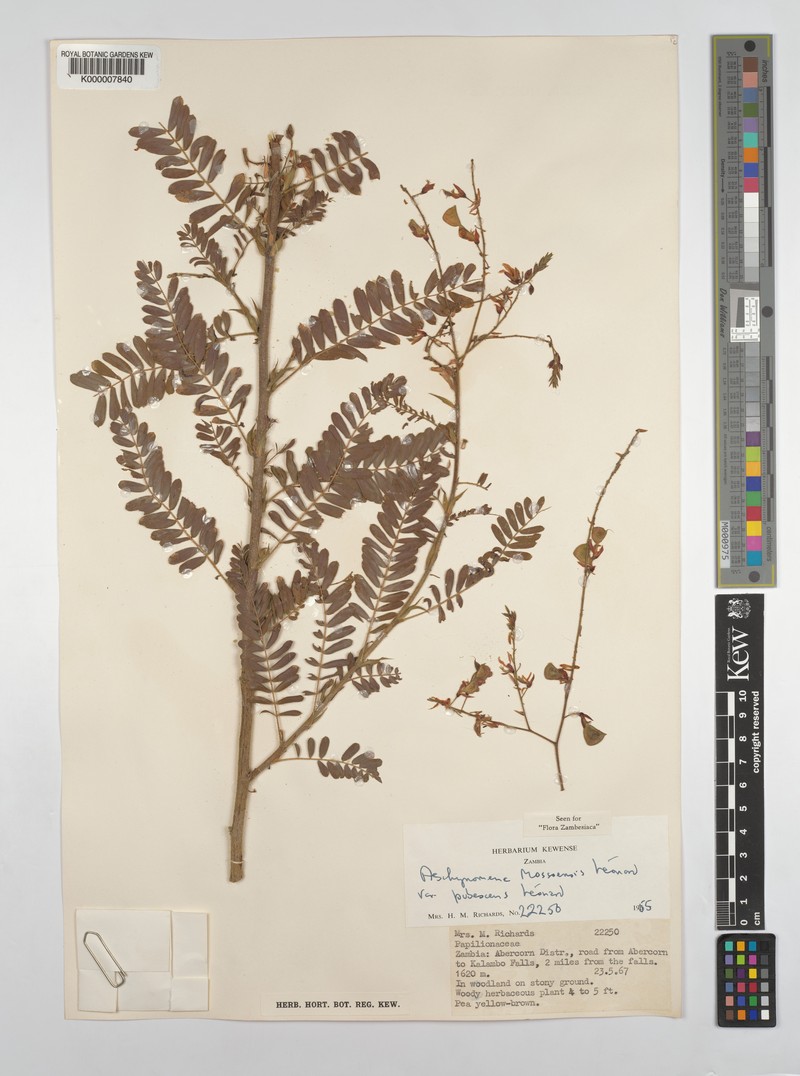 Aeschynomene mossoensis photo 6