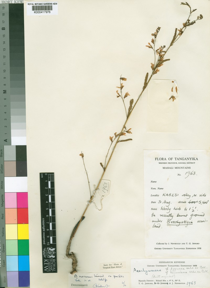 Aeschynomene mossoensis photo 7
