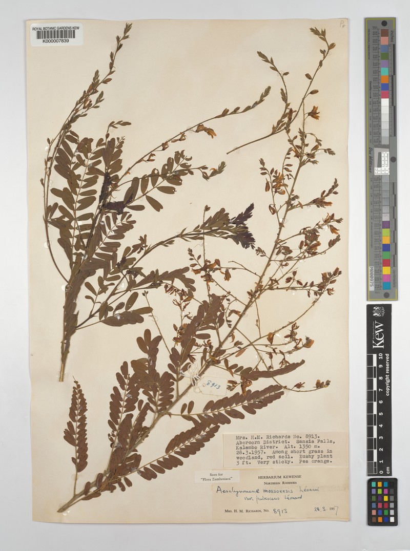 Aeschynomene mossoensis photo 8