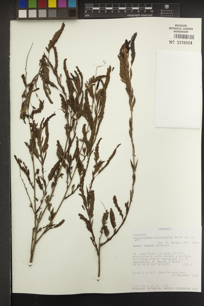 Aeschynomene multicaulis