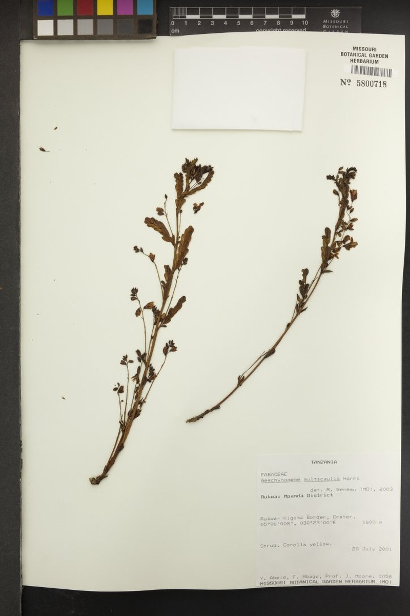 Aeschynomene multicaulis photo 2