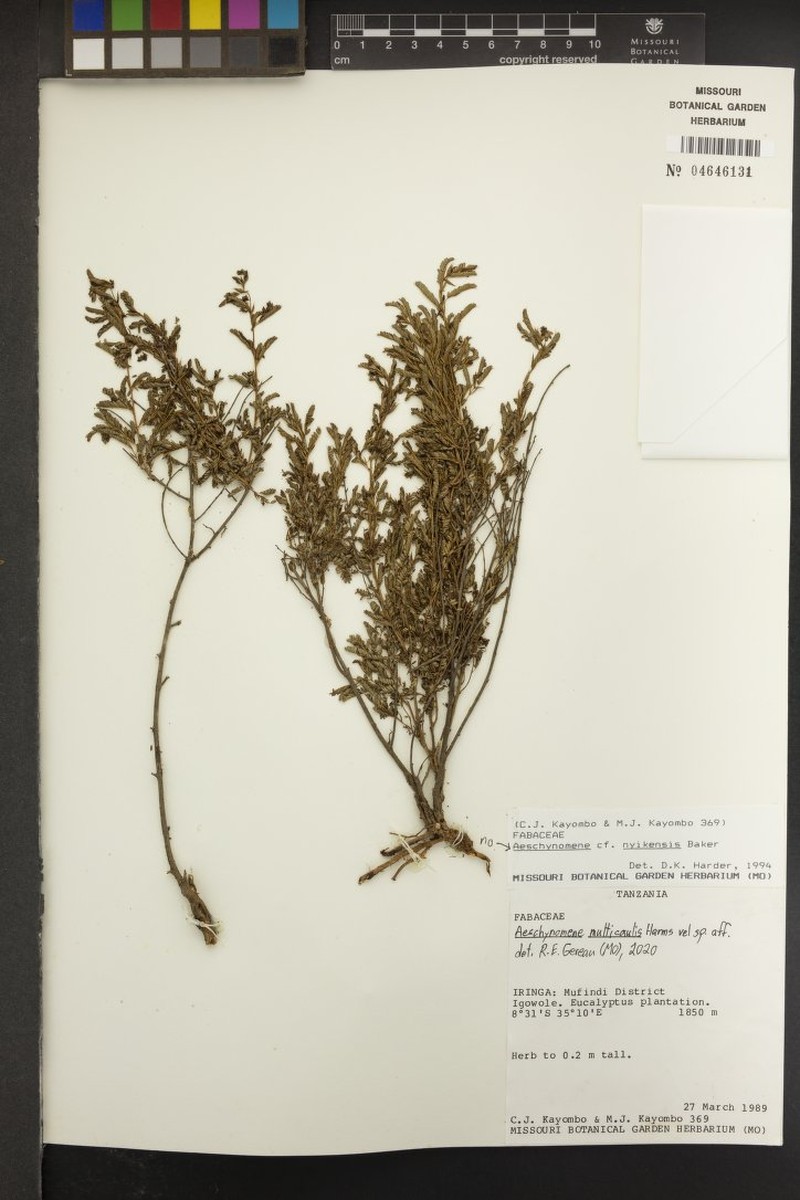 Aeschynomene multicaulis photo 3