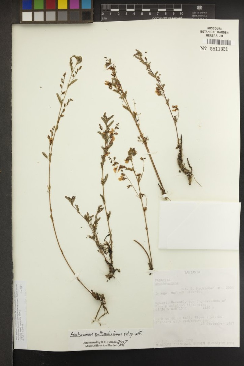 Aeschynomene multicaulis photo 4