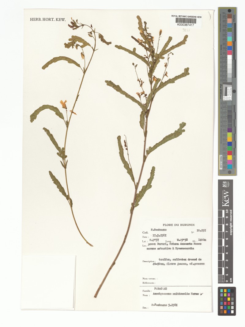 Aeschynomene multicaulis photo 5