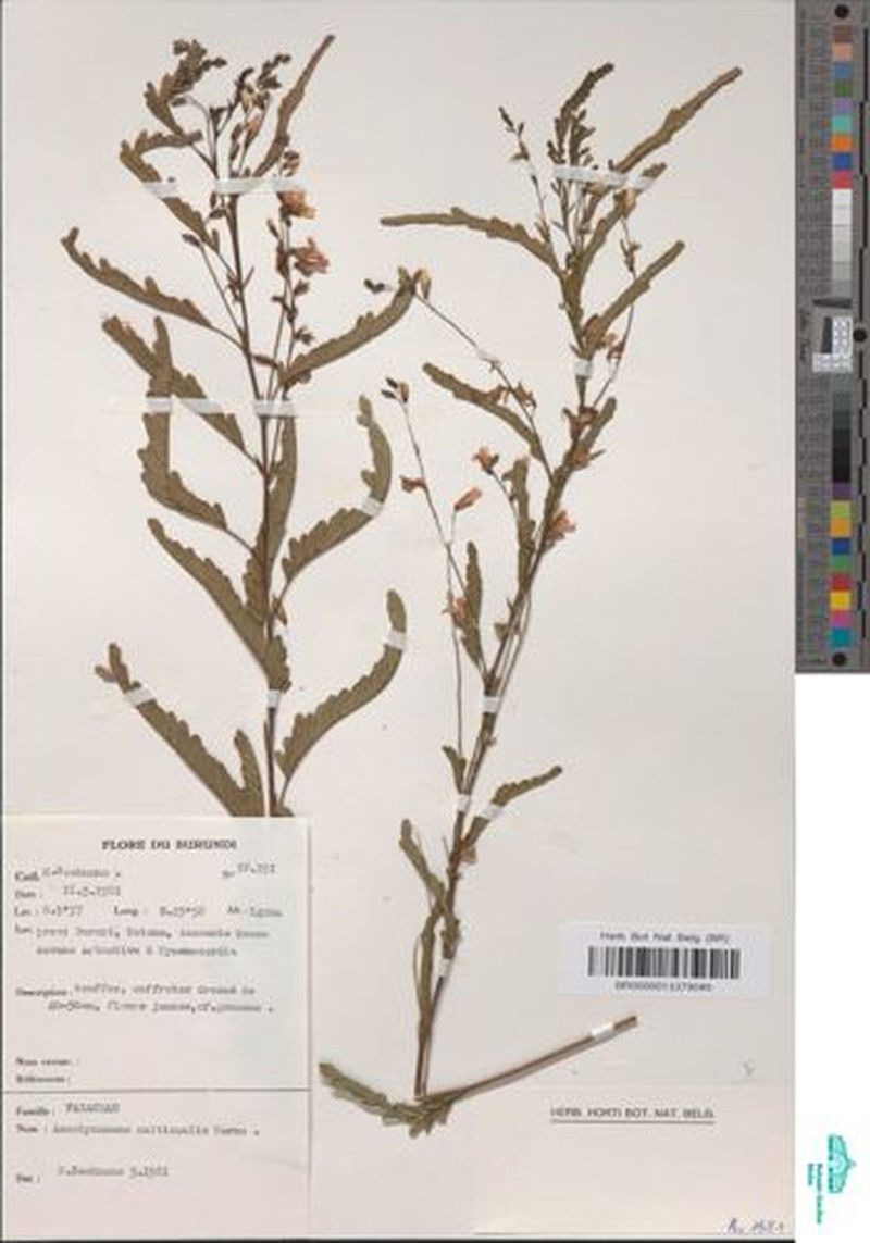 Aeschynomene multicaulis photo 6