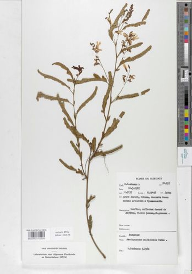 Aeschynomene multicaulis photo 7
