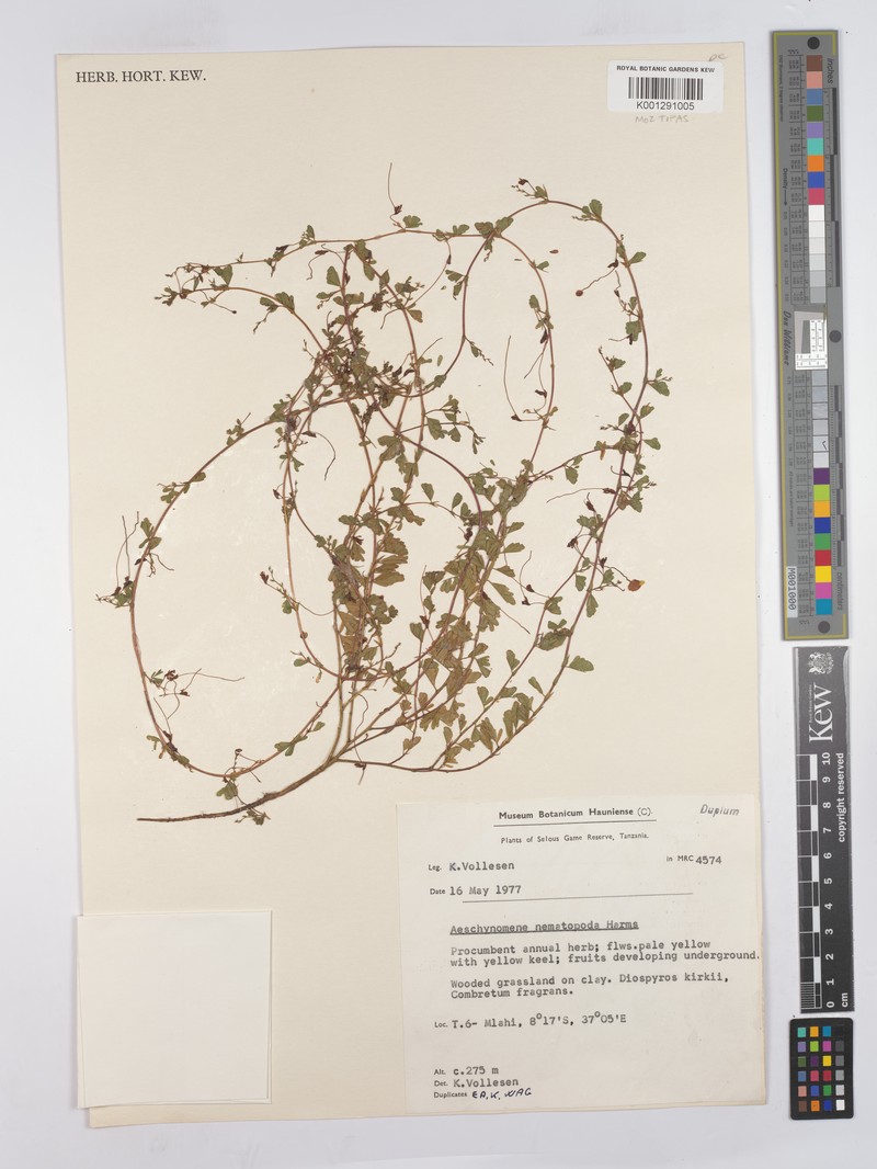 Aeschynomene nematopoda photo 2