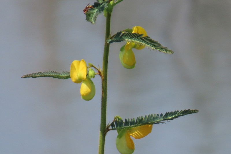 Aeschynomene nilotica