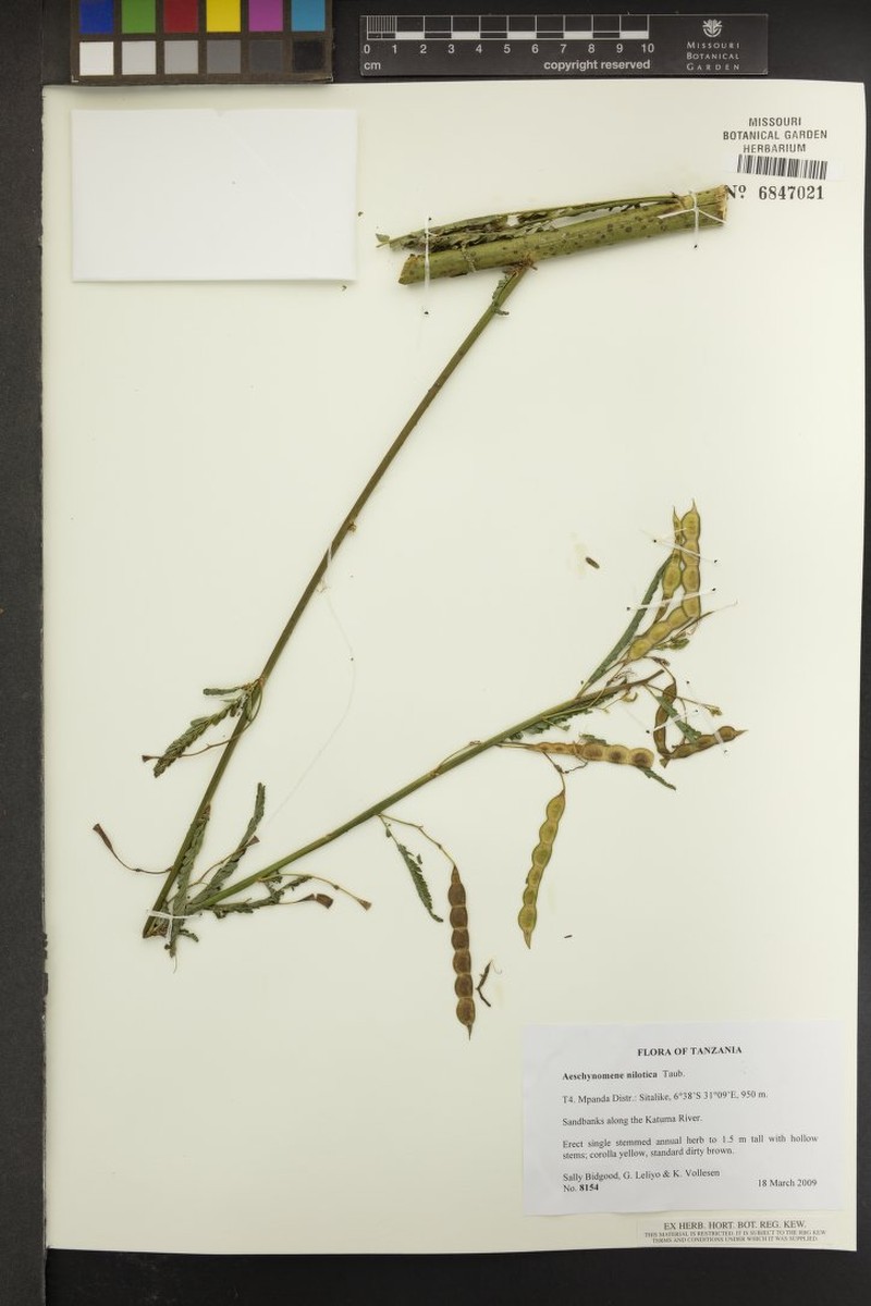 Aeschynomene nilotica photo 3