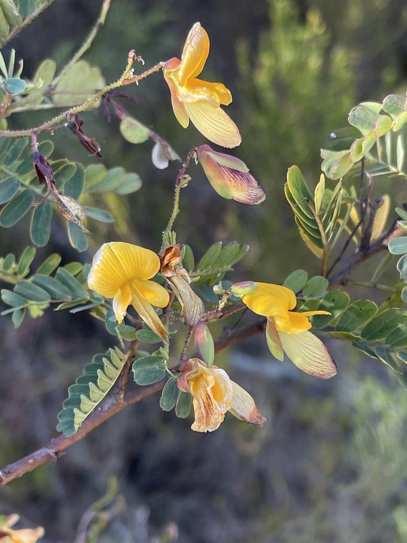 Aeschynomene nodulosa