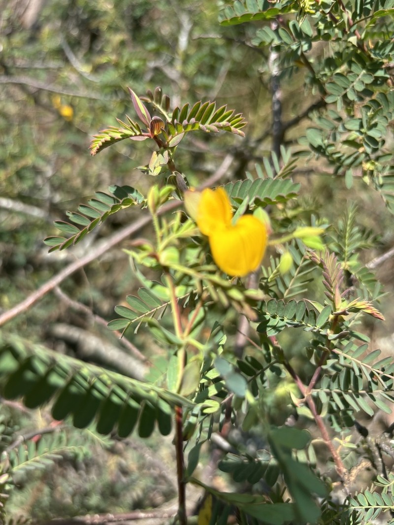 Aeschynomene nodulosa photo 3