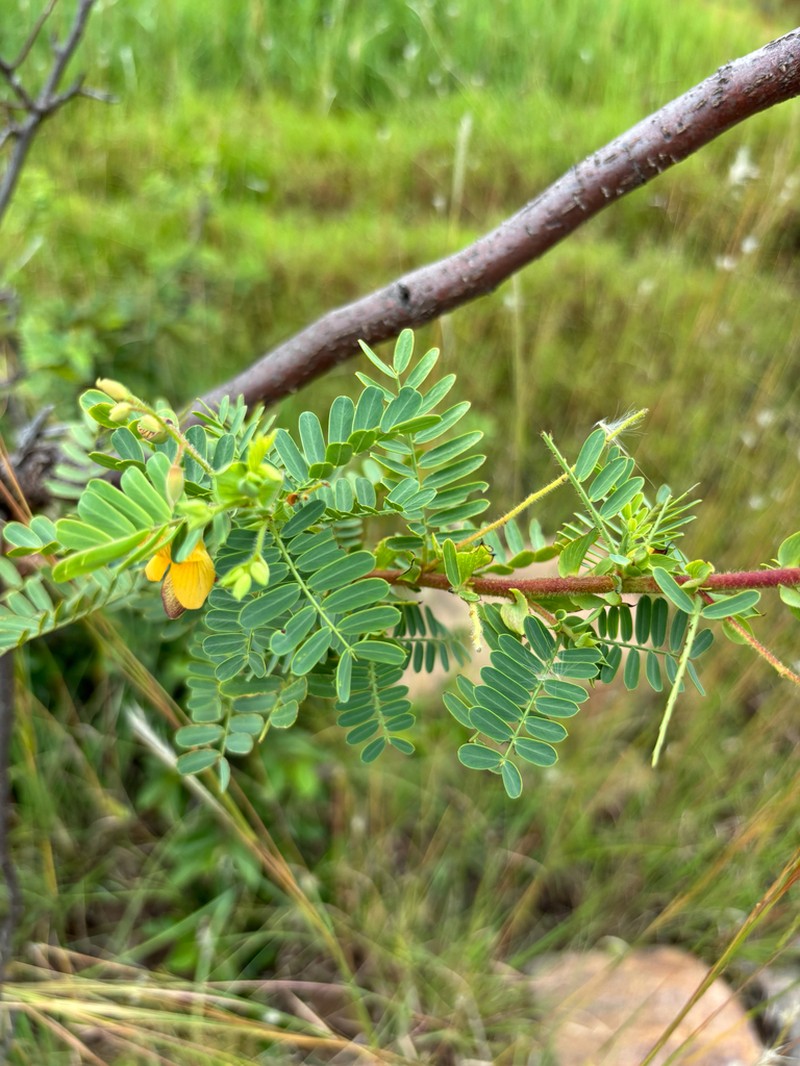 Aeschynomene nodulosa photo 4