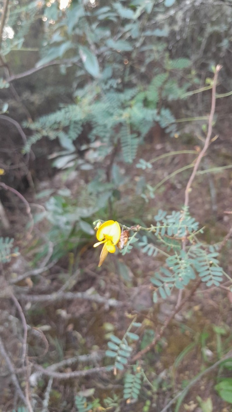 Aeschynomene nodulosa photo 5