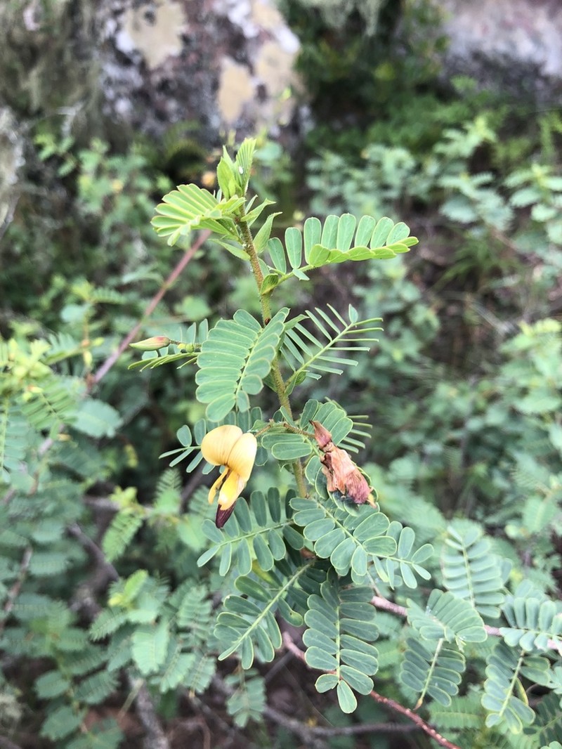 Aeschynomene nodulosa photo 8
