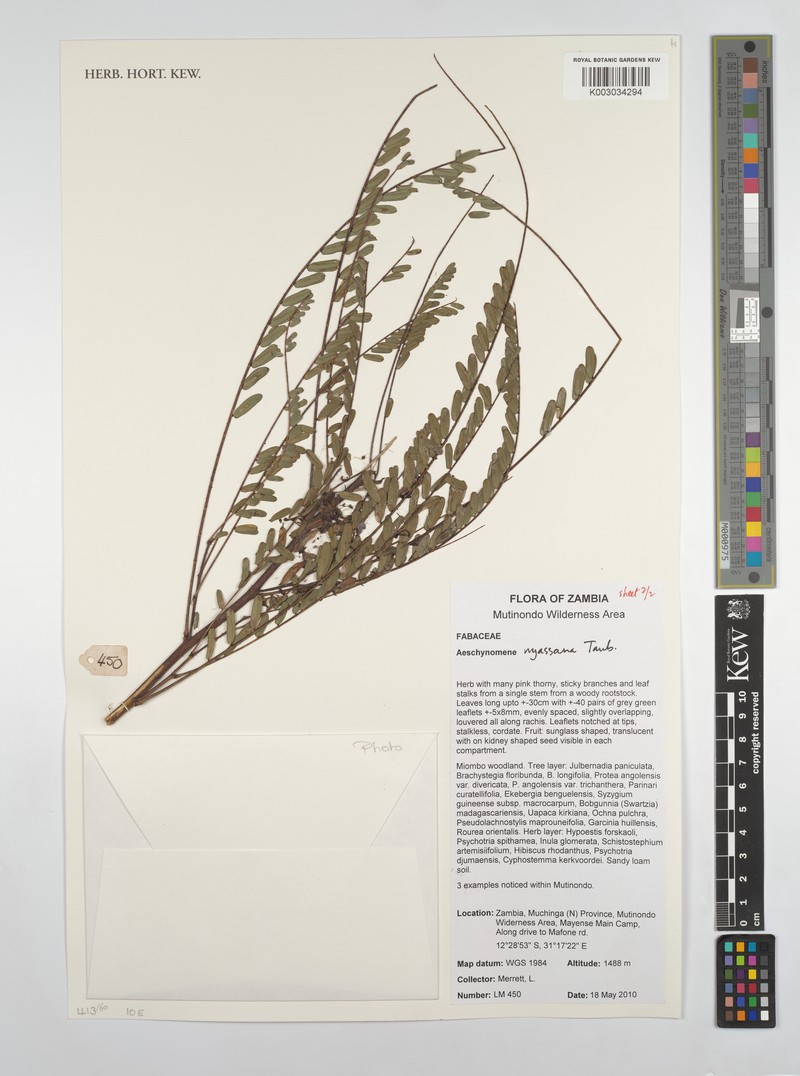 Aeschynomene nyassana