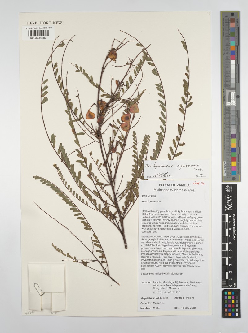 Aeschynomene nyassana photo 2