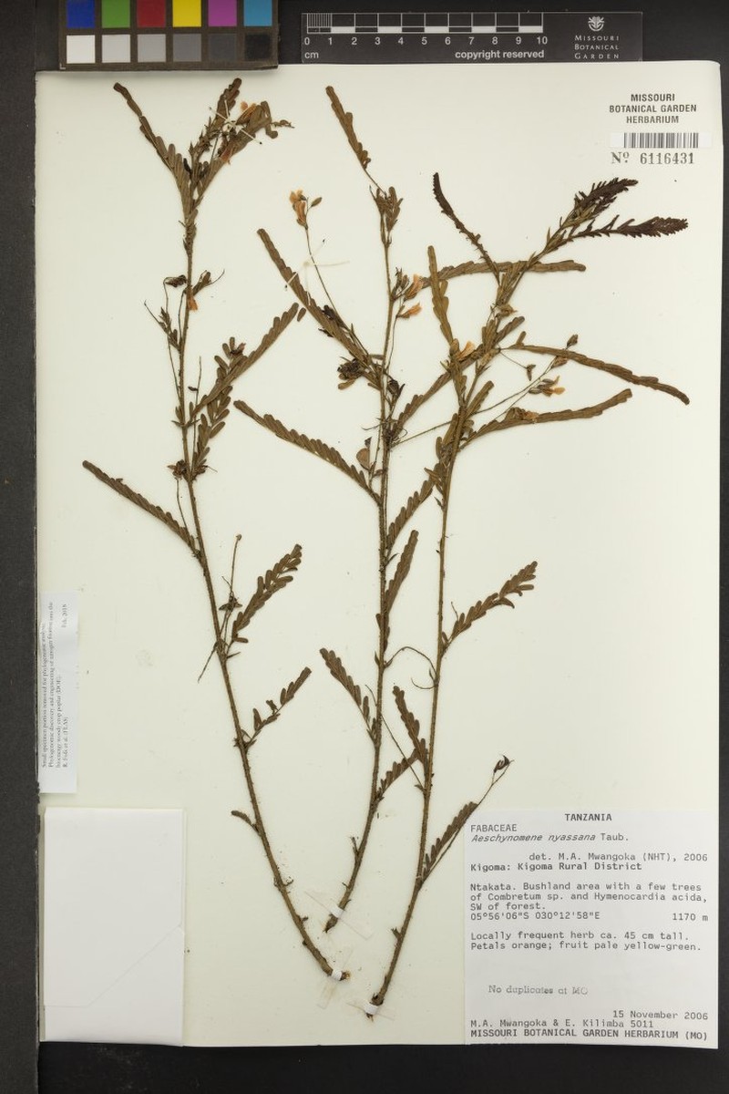 Aeschynomene nyassana photo 3