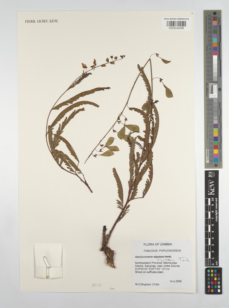 Aeschynomene nyassana photo 4