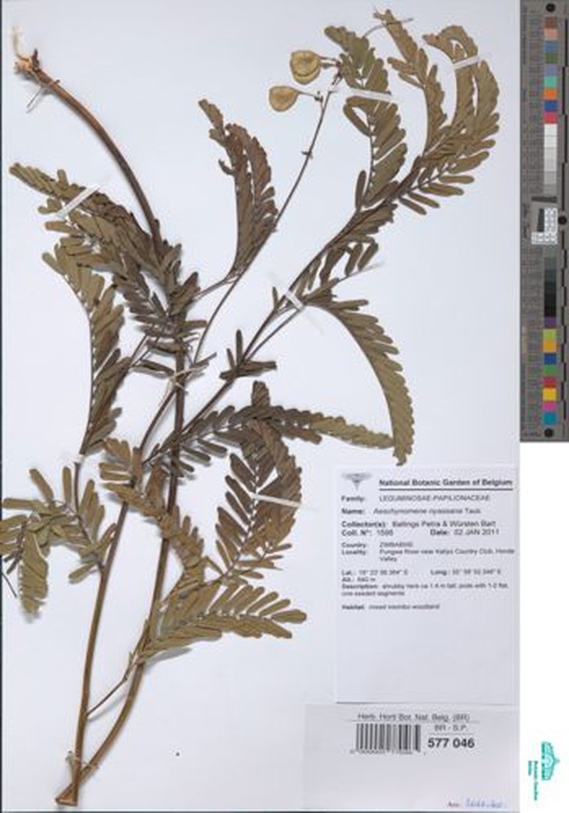 Aeschynomene nyassana photo 5