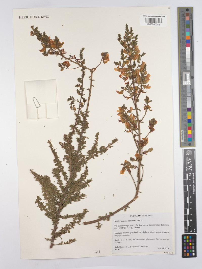 Aeschynomene nyikensis