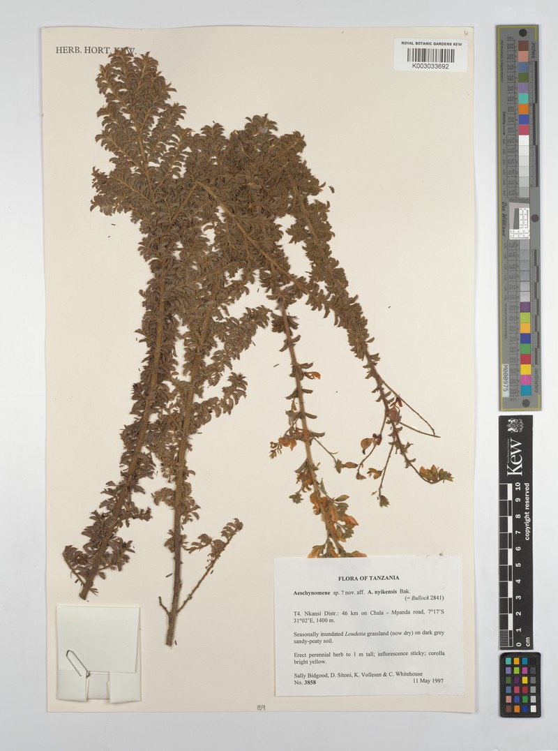 Aeschynomene nyikensis photo 2
