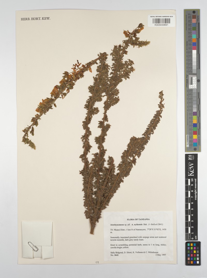 Aeschynomene nyikensis photo 3
