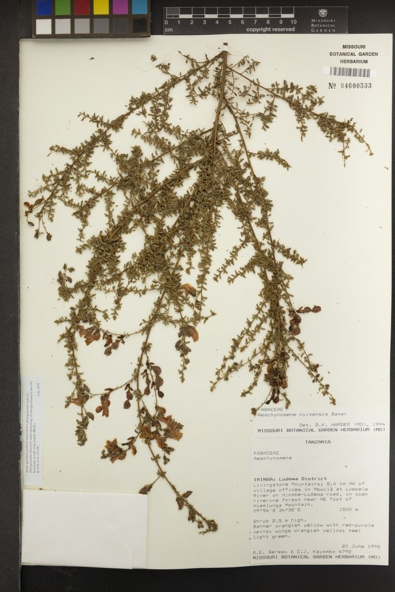 Aeschynomene nyikensis photo 4