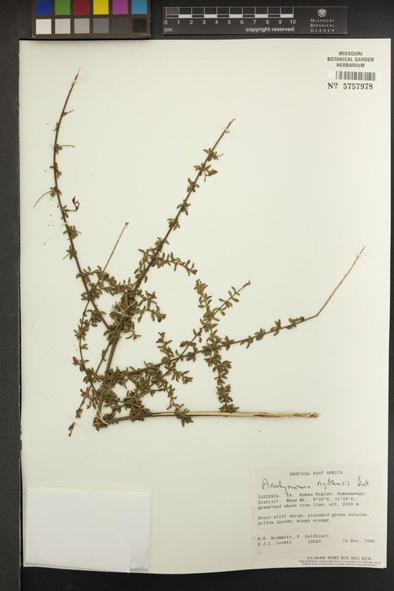 Aeschynomene nyikensis photo 5